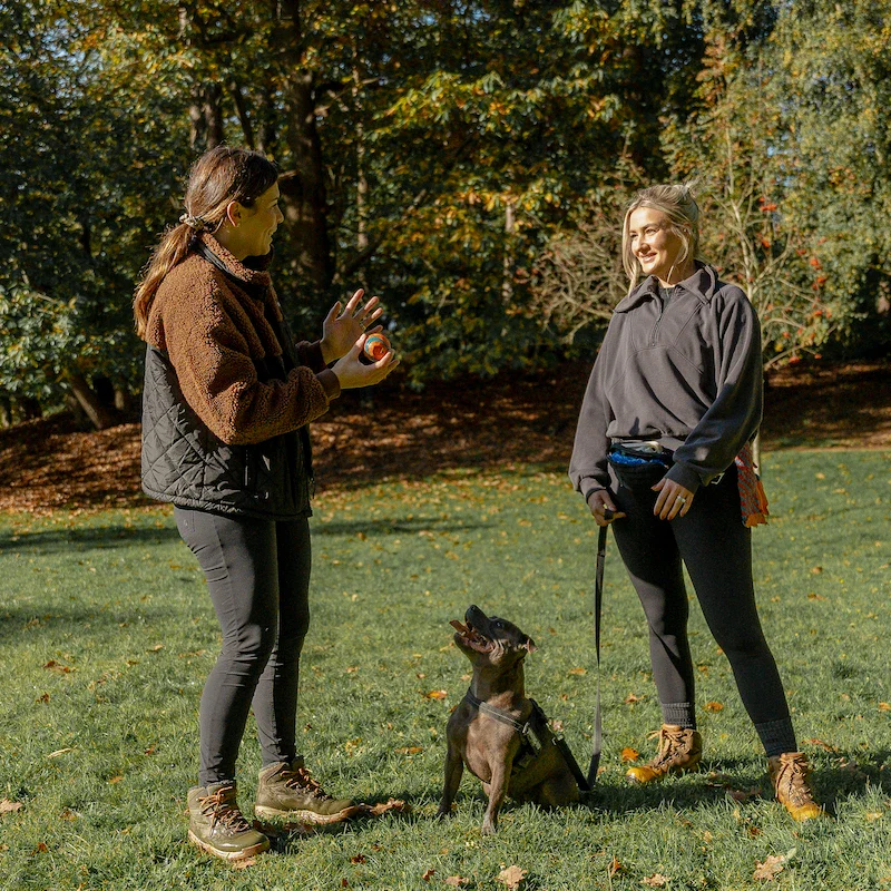 1-to-1 Dog Training - Bracknell