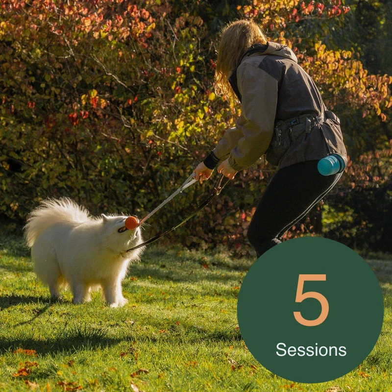1-2-1 Dog Training - 5 Session Package